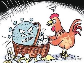 禽类禽流感的预防措施：应对挑战，保护我们的农业生态系统