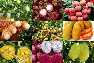 热带水果成熟季节月份大全