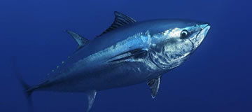 各种深海鱼的营养价值排名